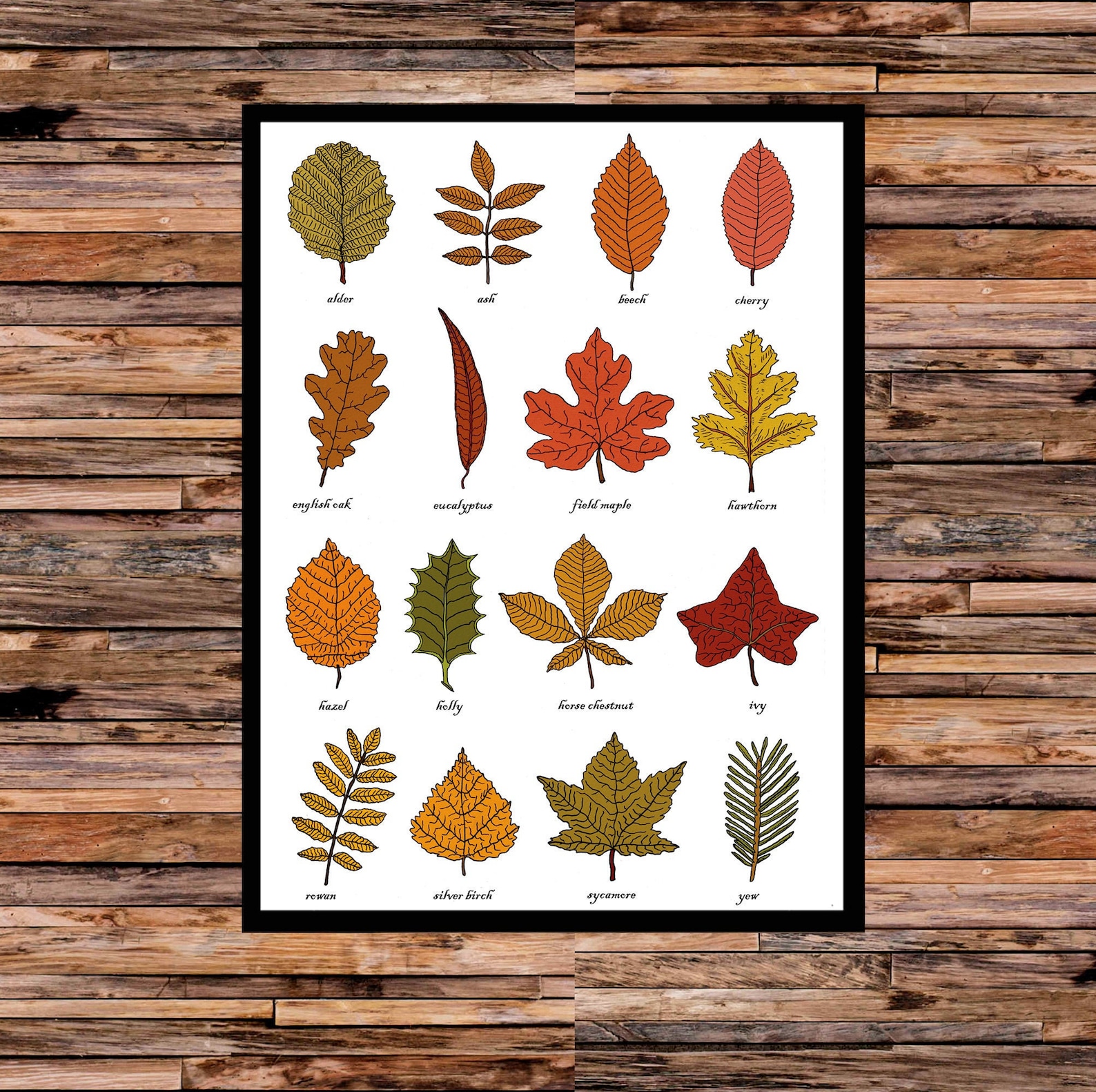 Autumn Leaves Identification Print Wall Art Chart Botanical Leaf Art