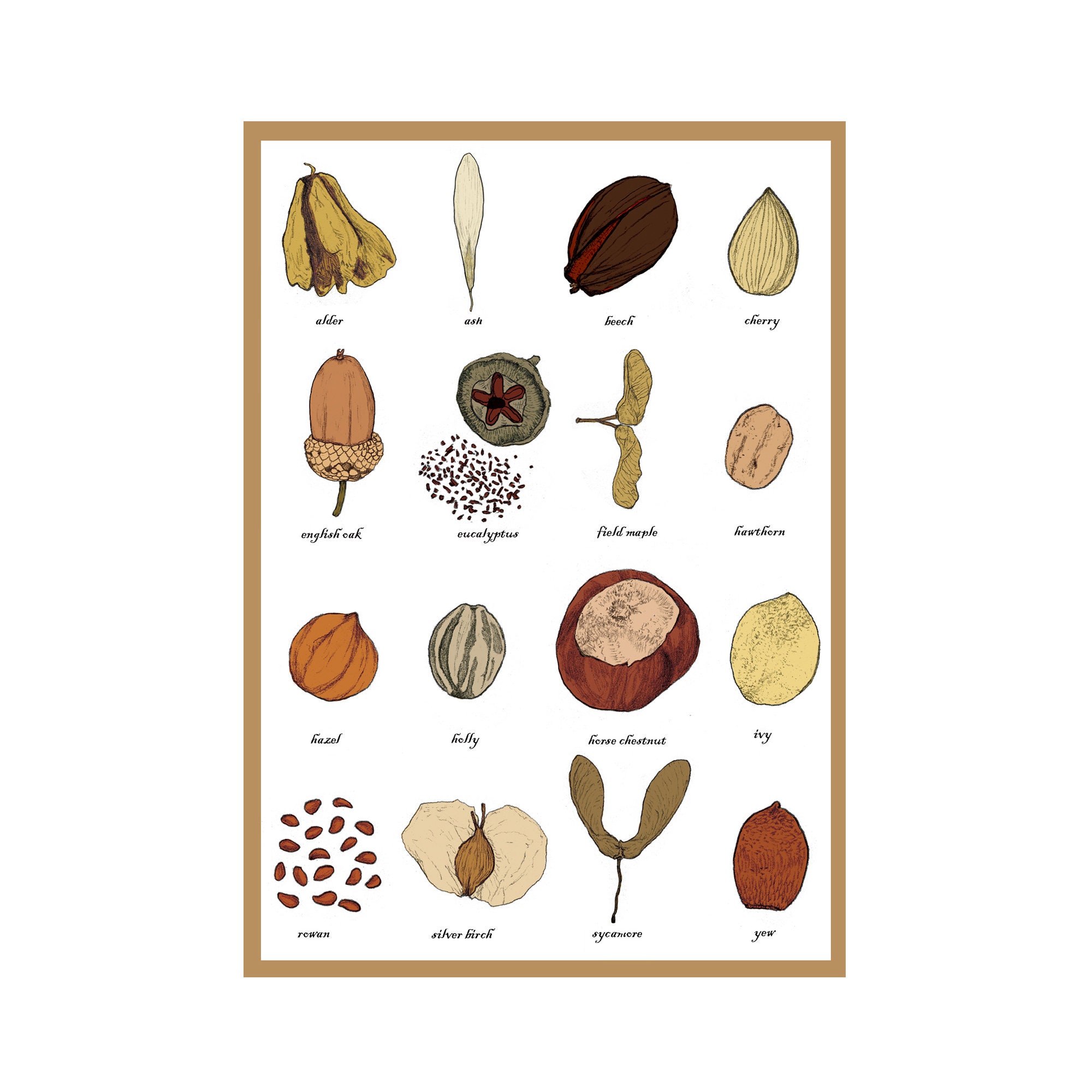 Seeds Greetings Card Identification Chart Spermology Etsy