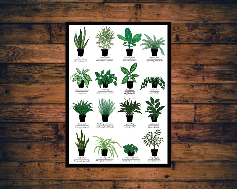 Houseplants Print Plant Identification Chart w/ Common & Scientific Name Symbolic Meanings Science Nature Plant Art image 1