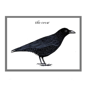 Cartão de Saudações The Crow - Cartão Corvid Bird - Campo Britânico e Vida Selvagem - Carrion Crow - Halloween Folclórico - Interativo - Novo + Lacrado