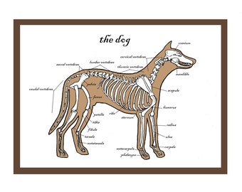 Carte de voeux Le chien - Squelette d'animal - Art de l'anatomie