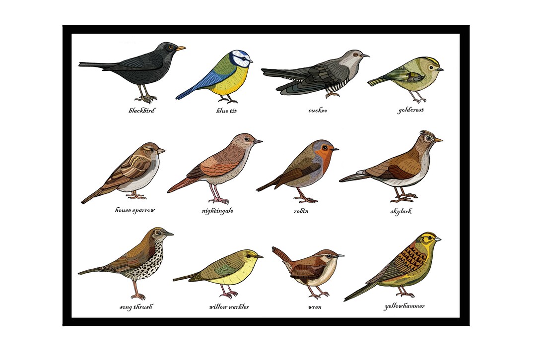 Songbird Identification Chart Print Zoology Ornithology - Etsy