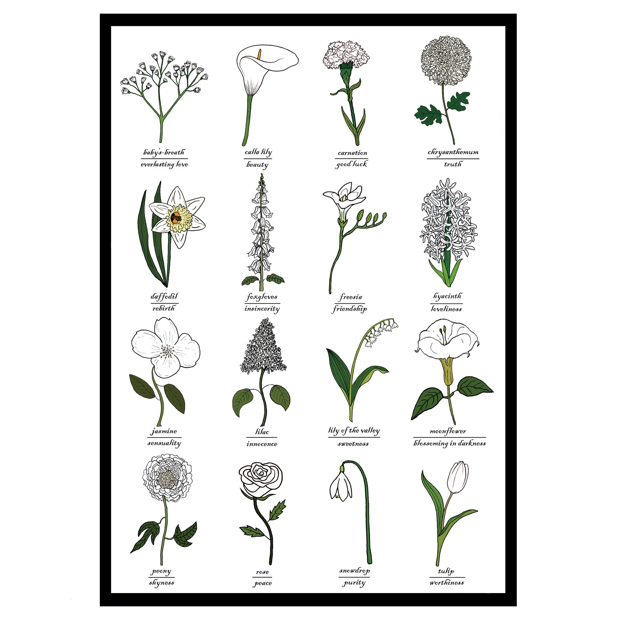 The Language of White Flowers Identification Chart Symbolism Botany