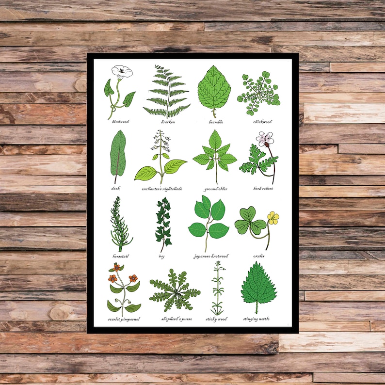 Weeds Identification Chart