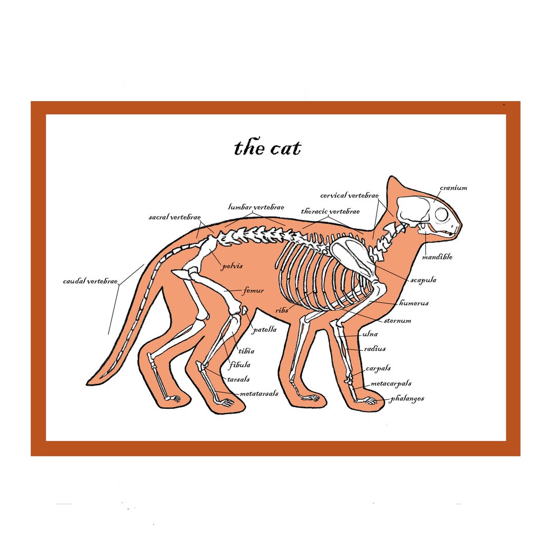 The Cat Greetings Card - Science Anatomy Skeleton Bones Animal Pet Art ...