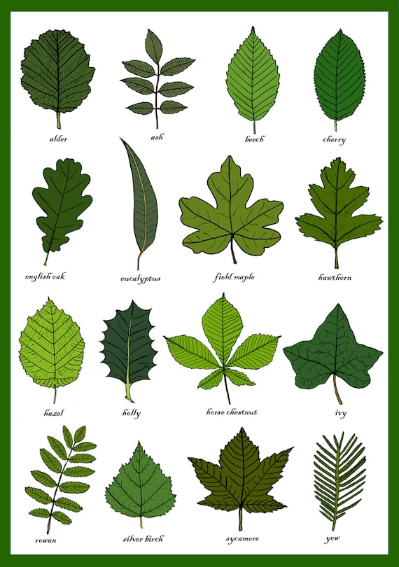 Herb Leaves Identification Chart