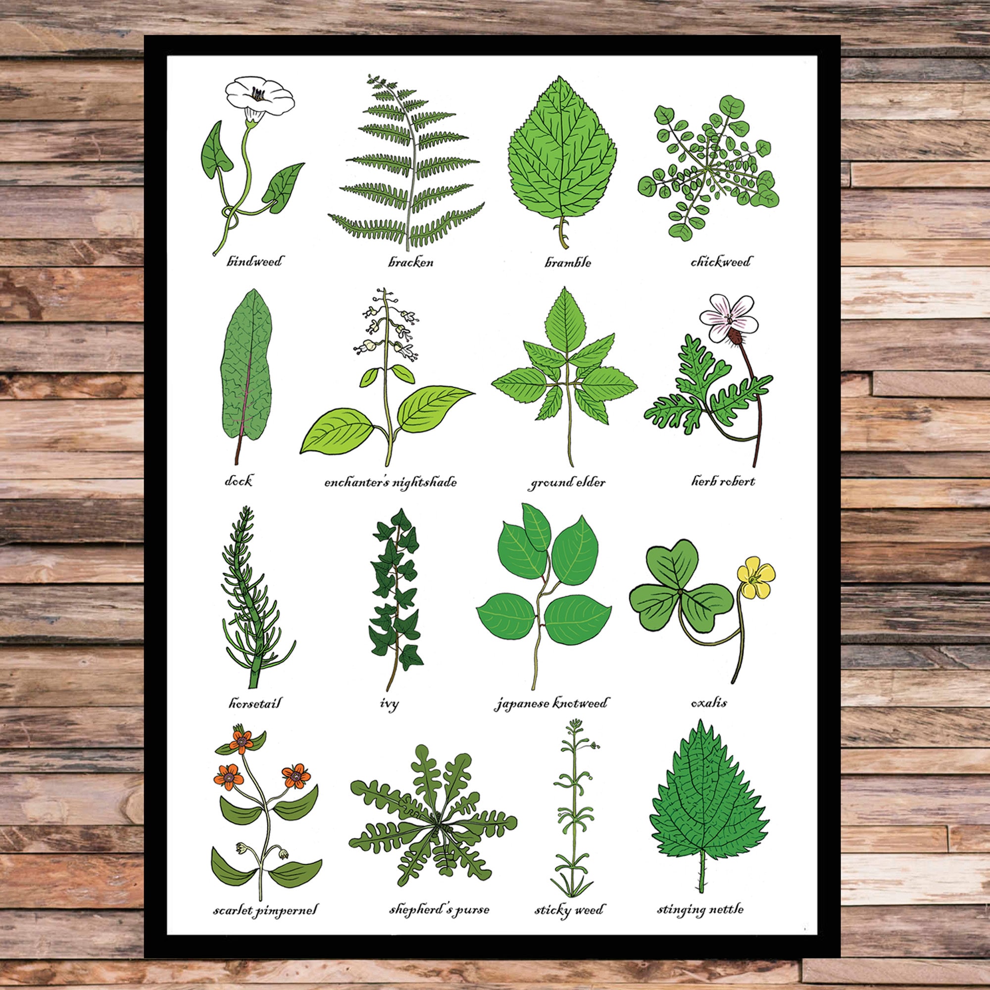 Garden Weed Identification Charts Identifying Weeds An Easy Guide To