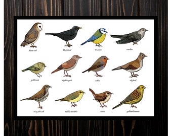 Singvogel-Identifikationstabelle Druck A3 – Zoologie – Ornithologie – Vogelkunde – Wissenschaft – Bildung – Information – Vogelkunst
