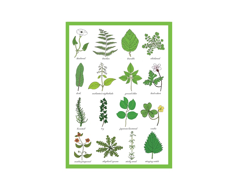 Carte de vœux sur les mauvaises herbes - Tableau d’identification des mauvaises herbes - Horticulture - Étude des plantes / mauvaises herbes - Science - Jardiniers / Carte d’impression d’art de jardinage image 1