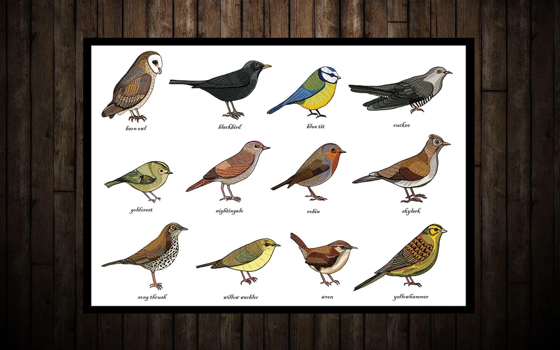 songbirds-identification-chart-print-a3-zoology-etsy