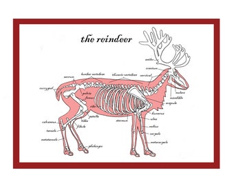 La carte de voeux de squelette de renne - carte de Noël de Noël unique alternative - science - anatomie - ostéologie - os
