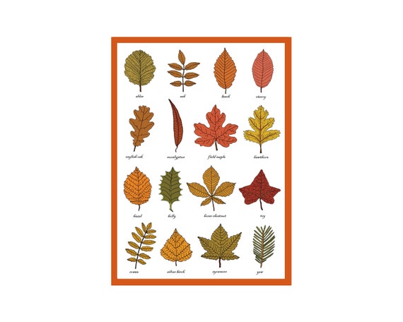 紅葉様ご確認用 Autumn Leaves Identification Greetings Card - Plant Morphology