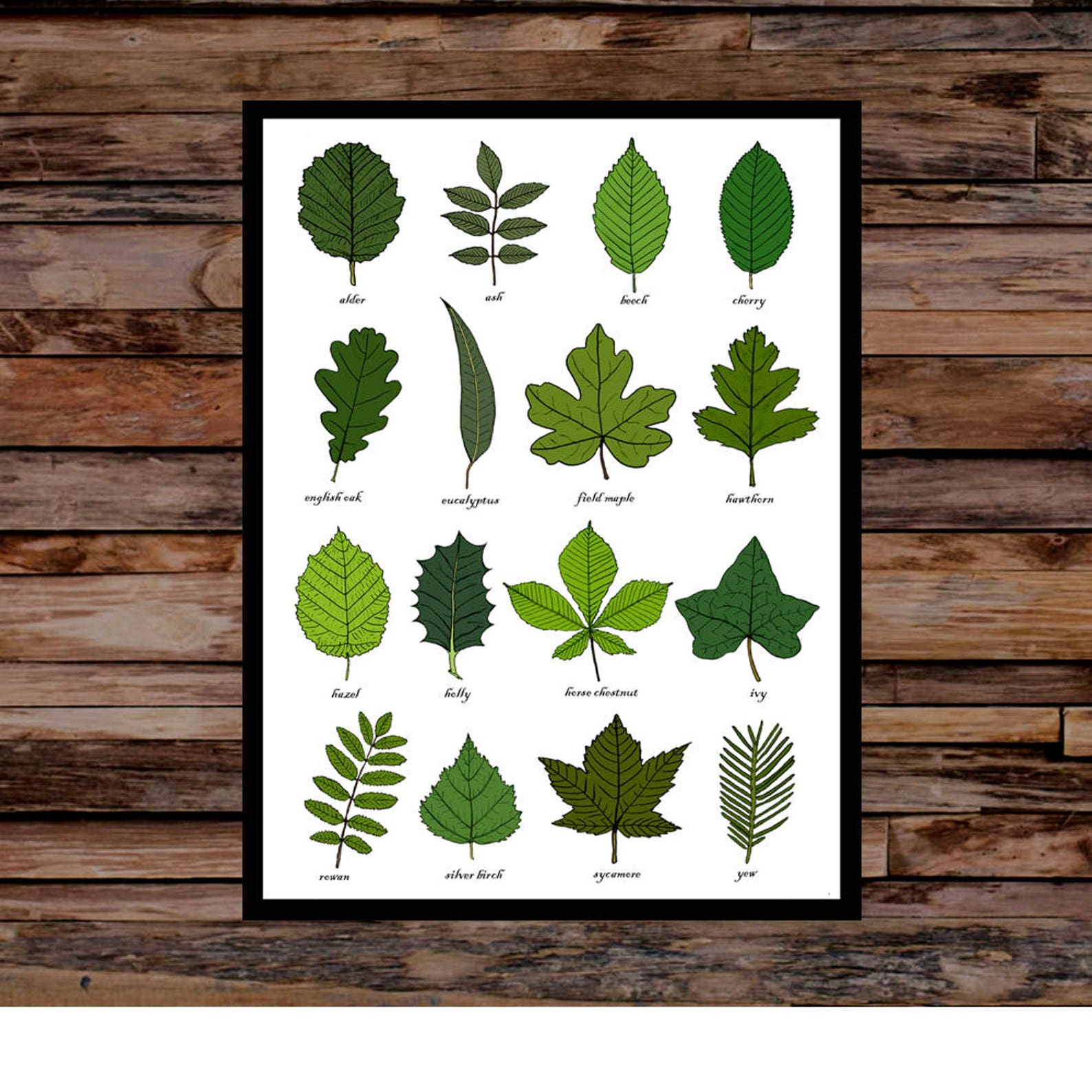 Leaves Identification Print Wall Art Chart Botanical Leaf Art Print Unframed Etsy