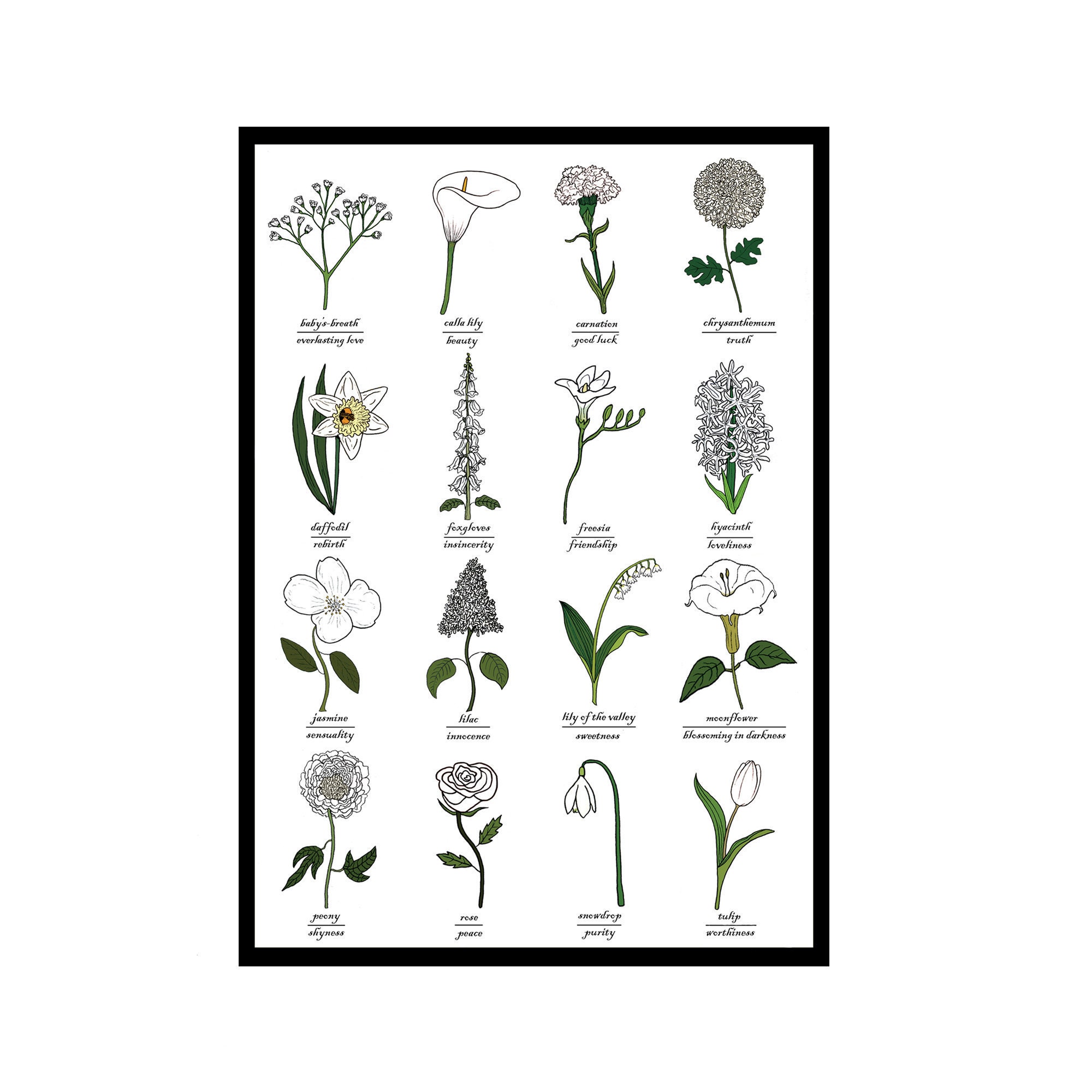 The Language of White Flowers - Identification Chart - Symbolism - Botany Study - Science - Flower Art - Greetings Card - Art Card