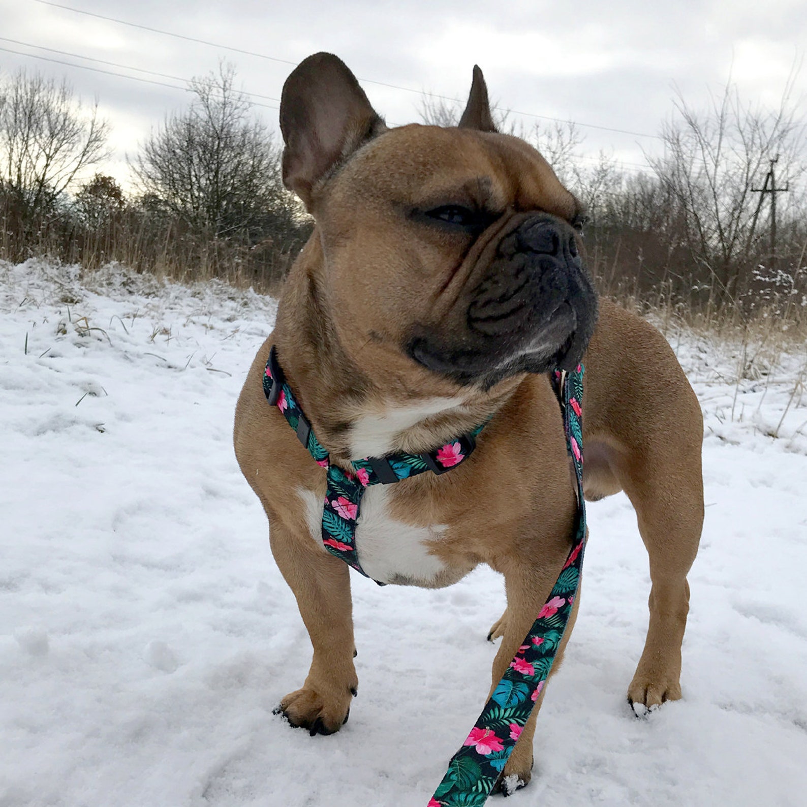 Kleines Geschirr für Hund Modell tropischen Monstera 2 cm Etsy