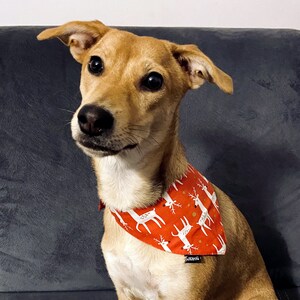 May include: A brown and white dog wearing a red and white bandana with a reindeer pattern. The bandana has gold glitter accents.