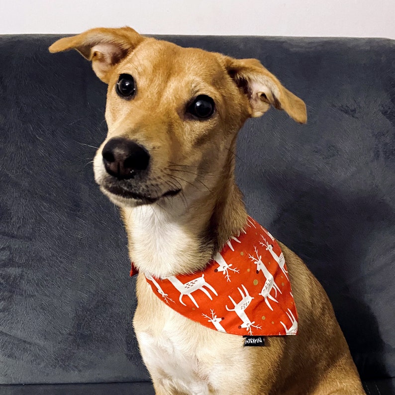 May include: A brown and white dog wearing a red and white bandana with a reindeer pattern. The bandana has gold glitter accents.