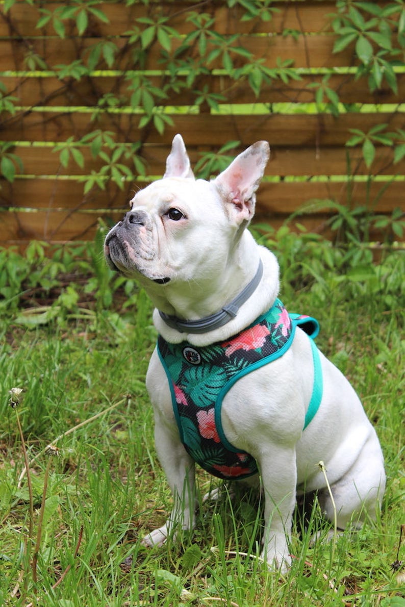 Dog Harness, Always Feeling Cool, Super Soft Psiakrew Tropical Monstera, Mesh harness image 9