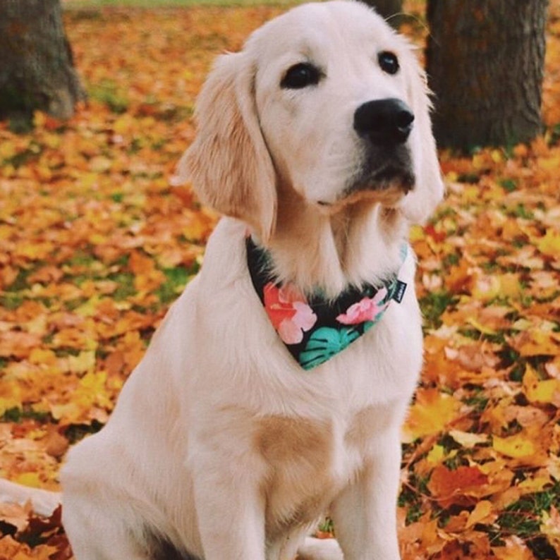 Hund Bandana Monstera Muster Haustier Schal Welpen Bandana Etsy