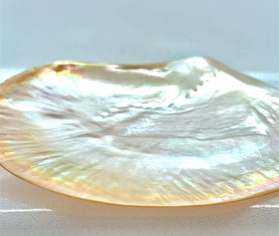 Golden Pearl Shell Pearl Shell — Golden South Sea Pearl Shell — Approximately 4.25 X 4.25 ...