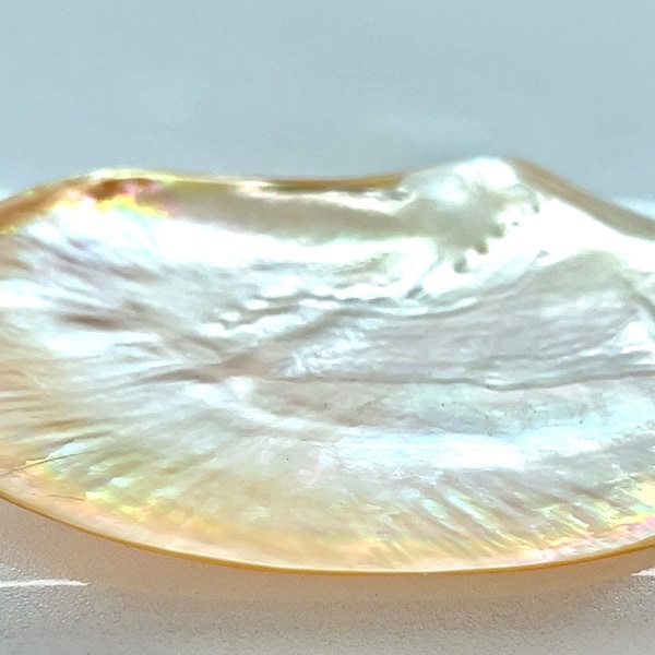 Pearl Shell — Golden South Sea Pearl Shell — Approximately 4.25 x 4.25 Inches