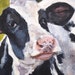 see more listings in the Cows section