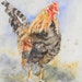 see more listings in the Roosters and Hens section