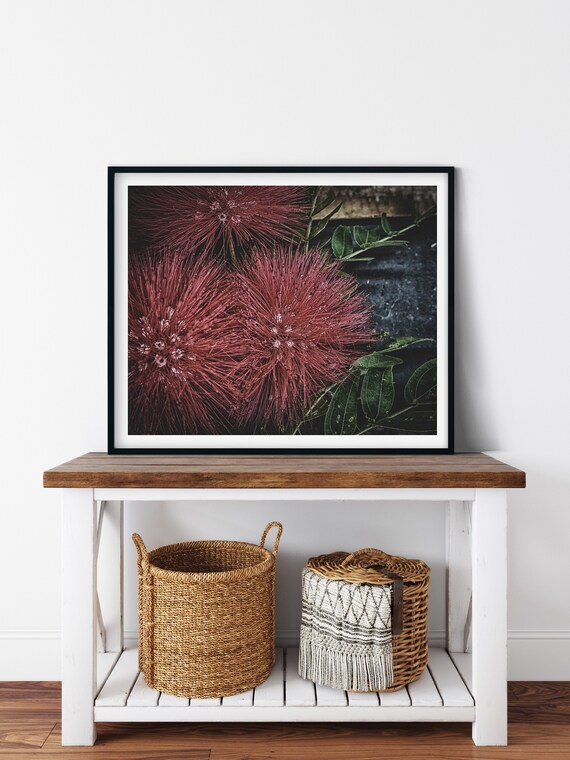 Australian Native Flower Photo Print, Fine Art Photography, Botanical Wall Art, Floral Print