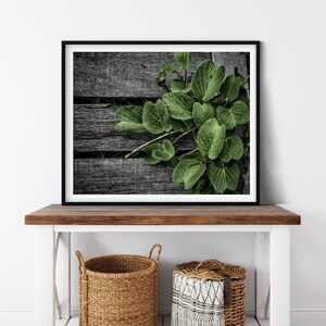 May include: A framed print of a green leafy plant growing on a weathered wooden surface. The plant has large, heart-shaped leaves and is positioned in the upper right corner of the image.