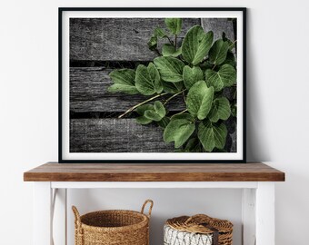 Malaysian Plant Photo Print, Bako National Park, Borneo, Botanical Decor