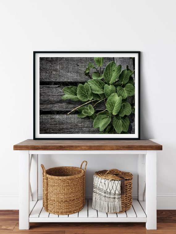 Malaysian Plant Photo Print, Bako National Park, Borneo, Botanical Decor