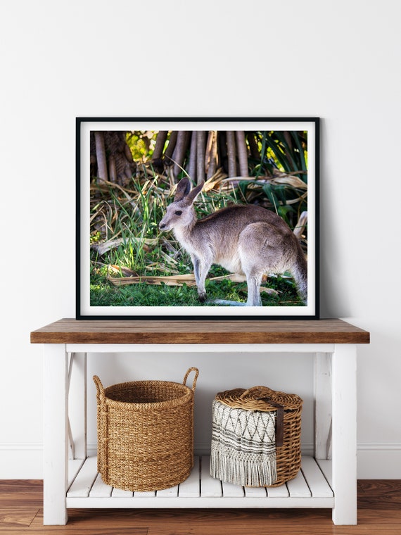 Australian Kangaroo Photo Print, Stradbroke Island, Queensland, Animal Wall Art