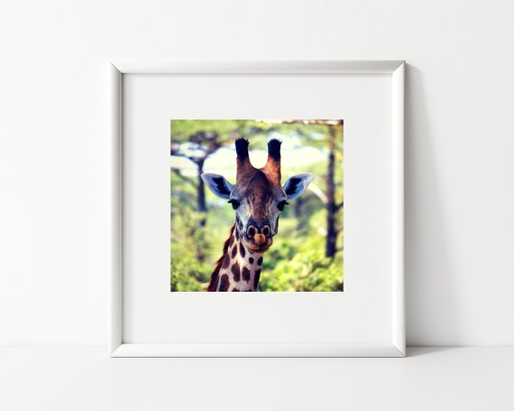 Giraffe Photo Print , African Art, Nursery Decor