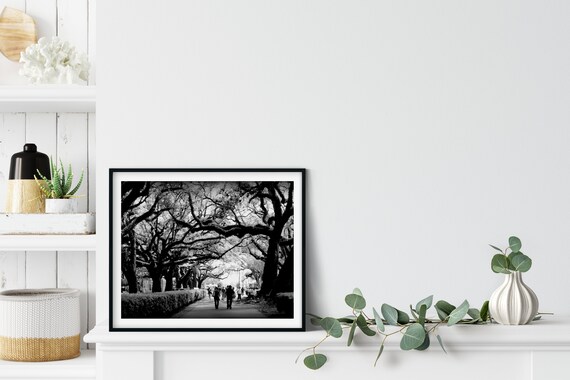 Oak Alley Photo Print, New Orleans, Louisiana, Black and White Art