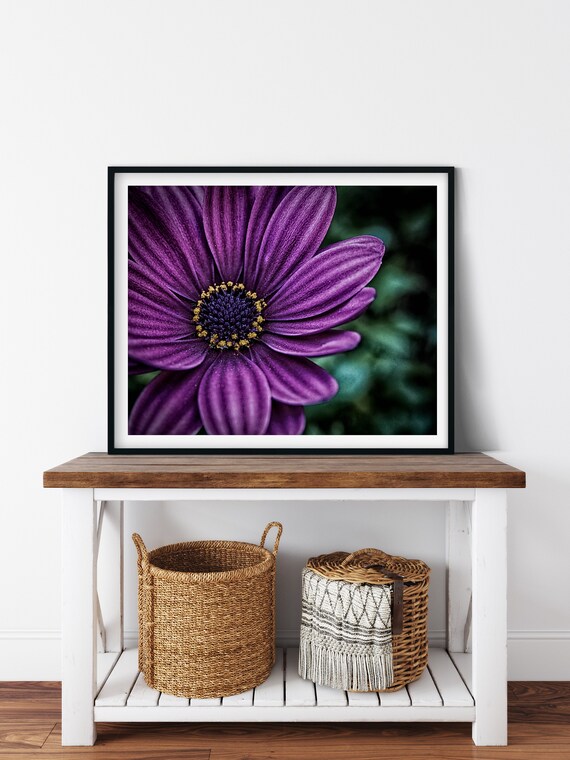 Purple Daisy Photo Print, Fine Art Photography, Floral Art Print, Botanical Wall Art