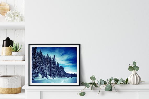 Spruce Tree Photo Print, Banff, Canada, Pine Tree Wall Art