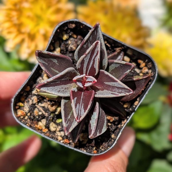 Lenophyllum Guttatum Variegated Rare Succulent 1"