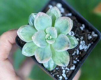 Pachyphytum Pachyveria Pachyphytoides Variegated RARE Unrooted cutting
