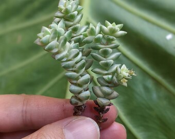 Crassula Pastel Variegated Jade plant established roots