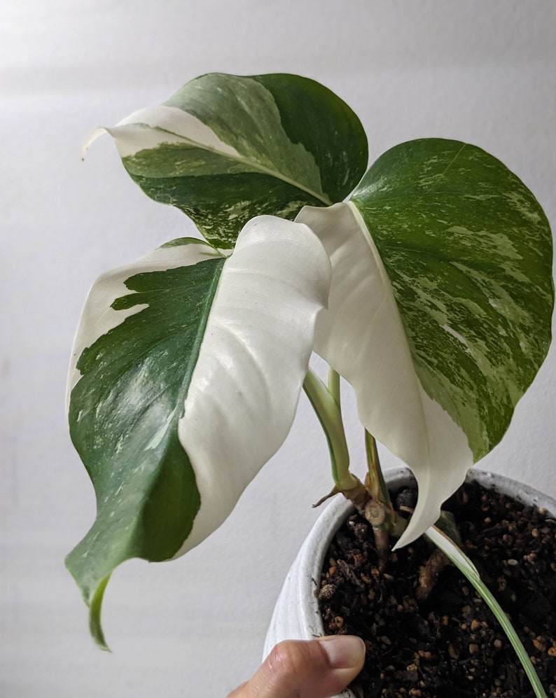 Variegated Monstera Albo Free Shipping from United States Beautiful half moons image 2