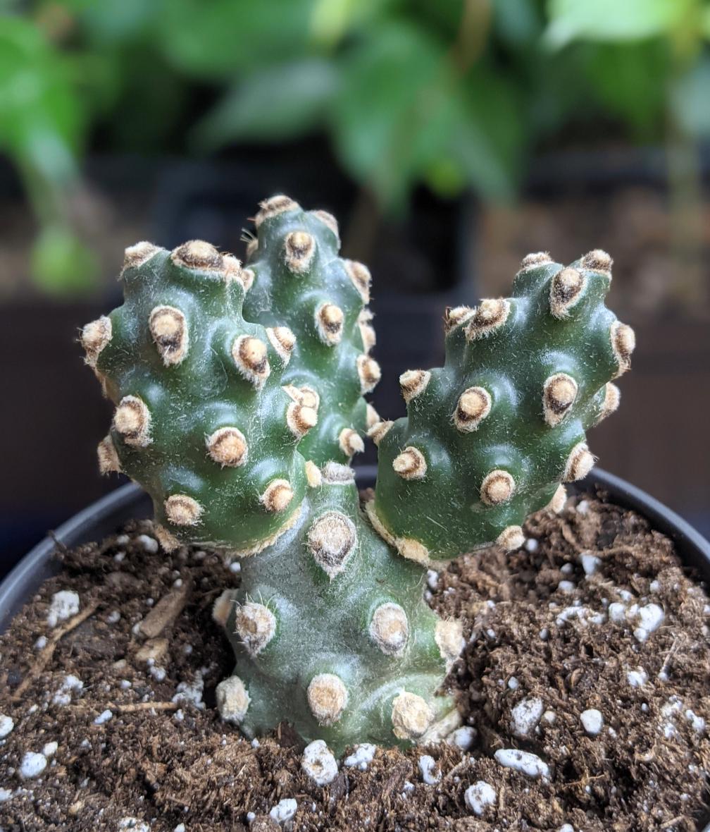 Tephrocactus Molinensis Rare Cactus Red or White Glochid - Etsy