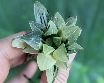 Haworthia Retusa Variegated, good roots