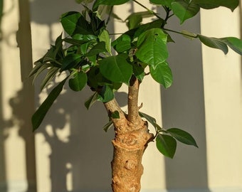 Adansonia digitata Baobab live mature tree very rare. Ships dormant (no leaves)