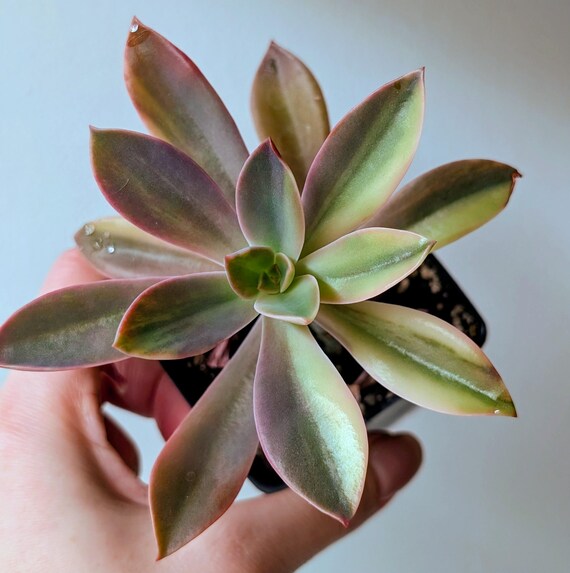 Buy Echeveria Metallica Variegated Rare Succulent Online in India - Etsy