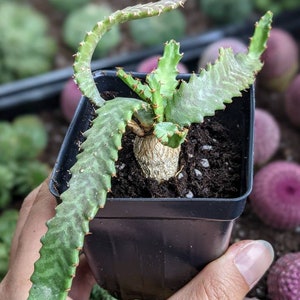 Euphorbia Stellata rare plant caudex