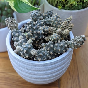 Tephrocactus Molinensis rare cactus Red or White Glochid