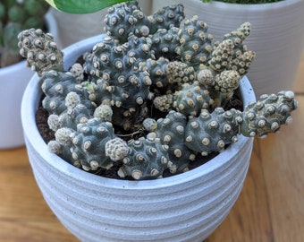 Tephrocactus Molinensis rare cactus