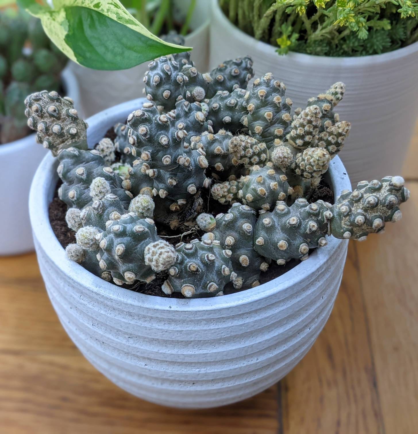 Tephrocactus Molinensis Rare Cactus Red or White Glochid - Etsy