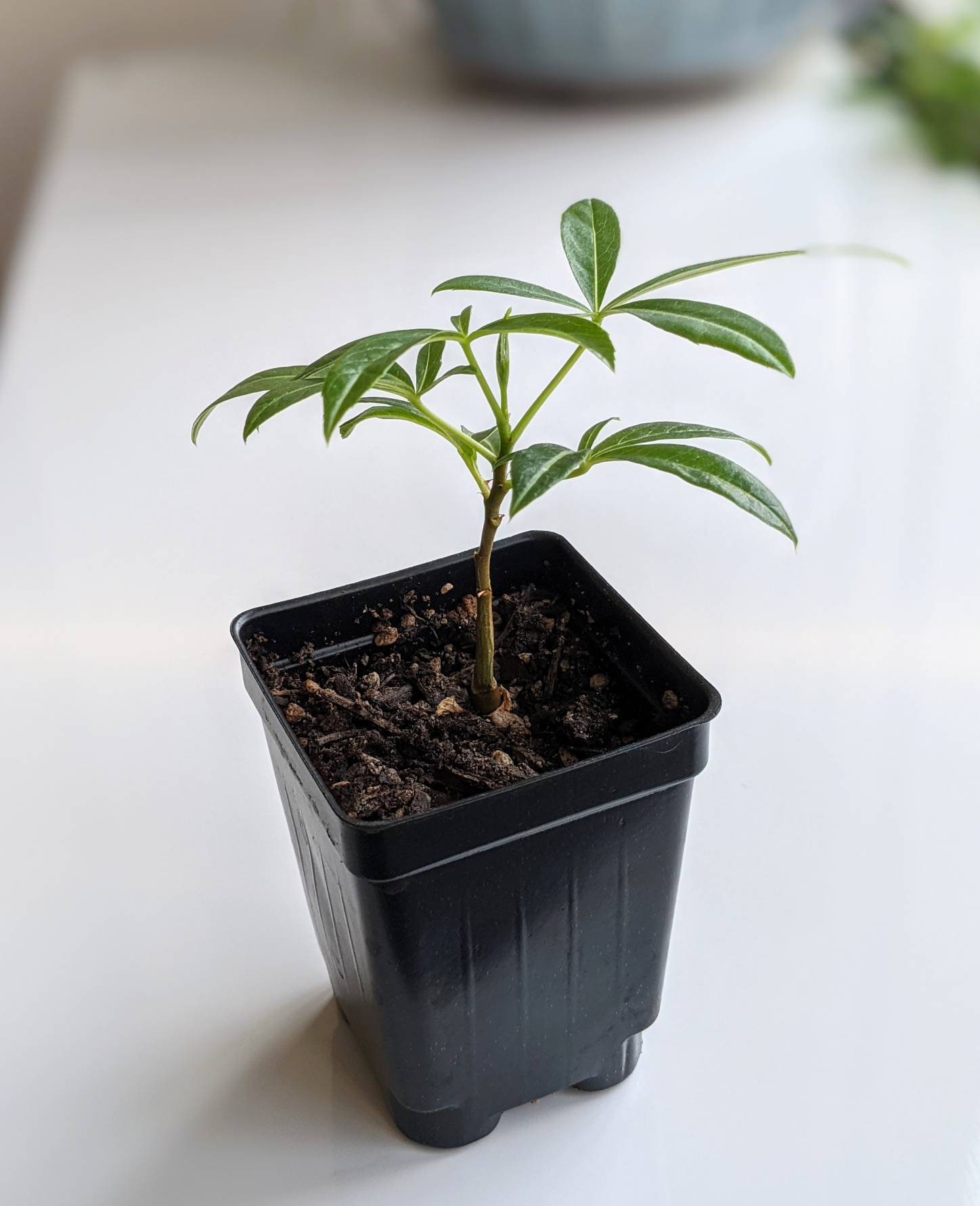 Bonsai Seedling - Etsy
