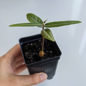Queensland Bottle Tree live caudex seedling for bonsai succulent rare Brachychiton rupestris
